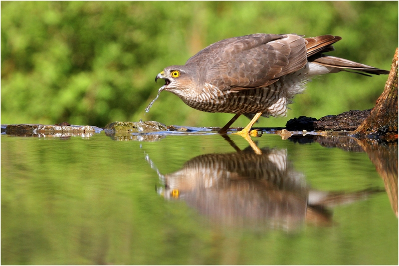 1062 - SPARROW DRINKING - BACLE JEAN CLAUDE - france.jpg